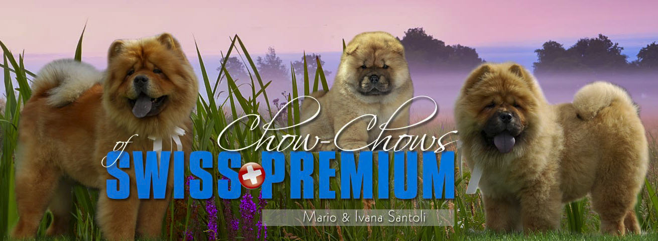 Chows of Swiss Premium